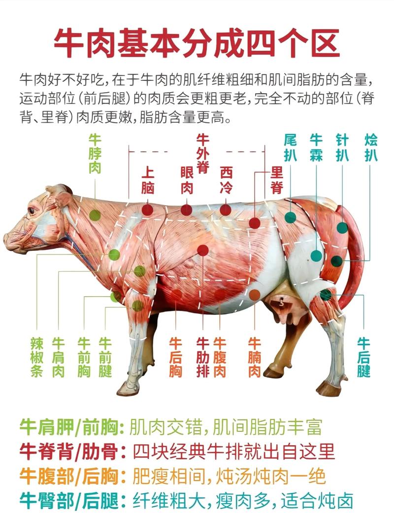 肉牛养殖技术核心要点有哪些？-图2
