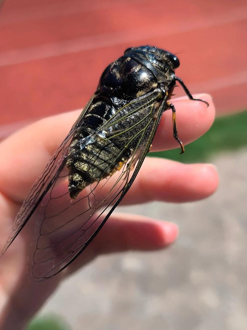 陕西2025年知了价格会涨还是跌？-图2