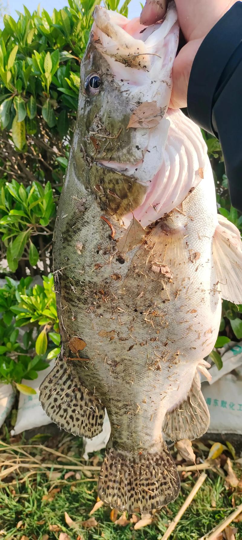 广西鳜鱼2025年价格会涨还是跌？-图1