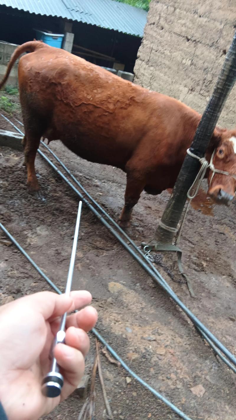 黄牛改良技术图解，核心要点有哪些？-图1