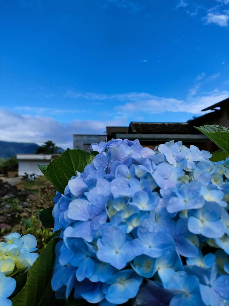 蓝色绣球花具体品种是什么？-图1