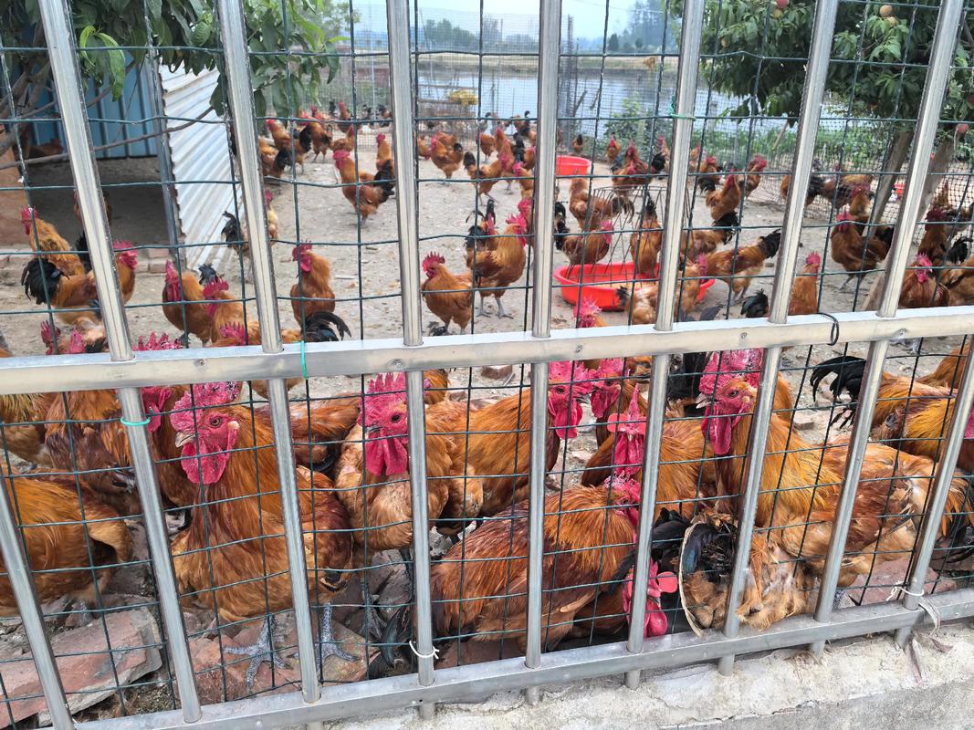 2025广西公鸡价格会涨还是跌？-图1