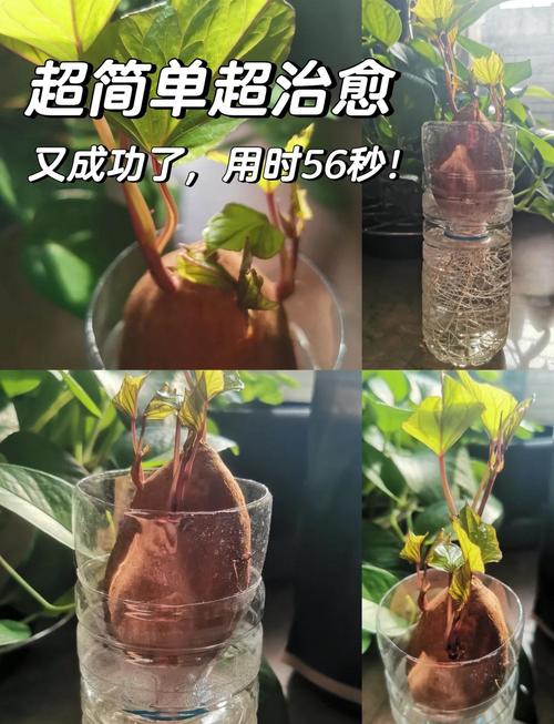 番薯种植技术视频，新手必看吗？-图1