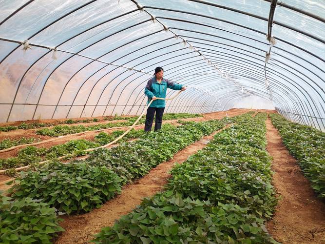 番薯种植技术视频，新手必看吗？-图2