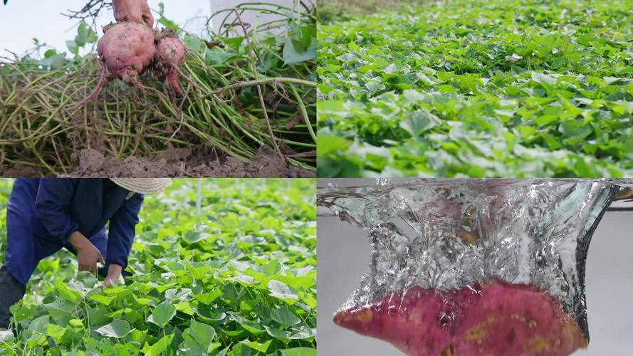 番薯种植技术视频，新手必看吗？-图3