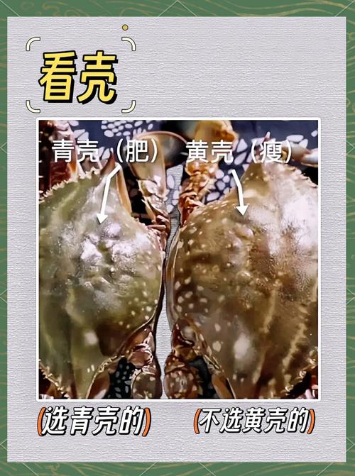 梭子蟹暂养一个月，技术要点有哪些？-图2