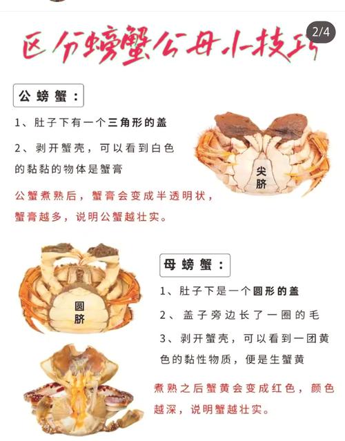 梭子蟹暂养一个月，技术要点有哪些？-图3
