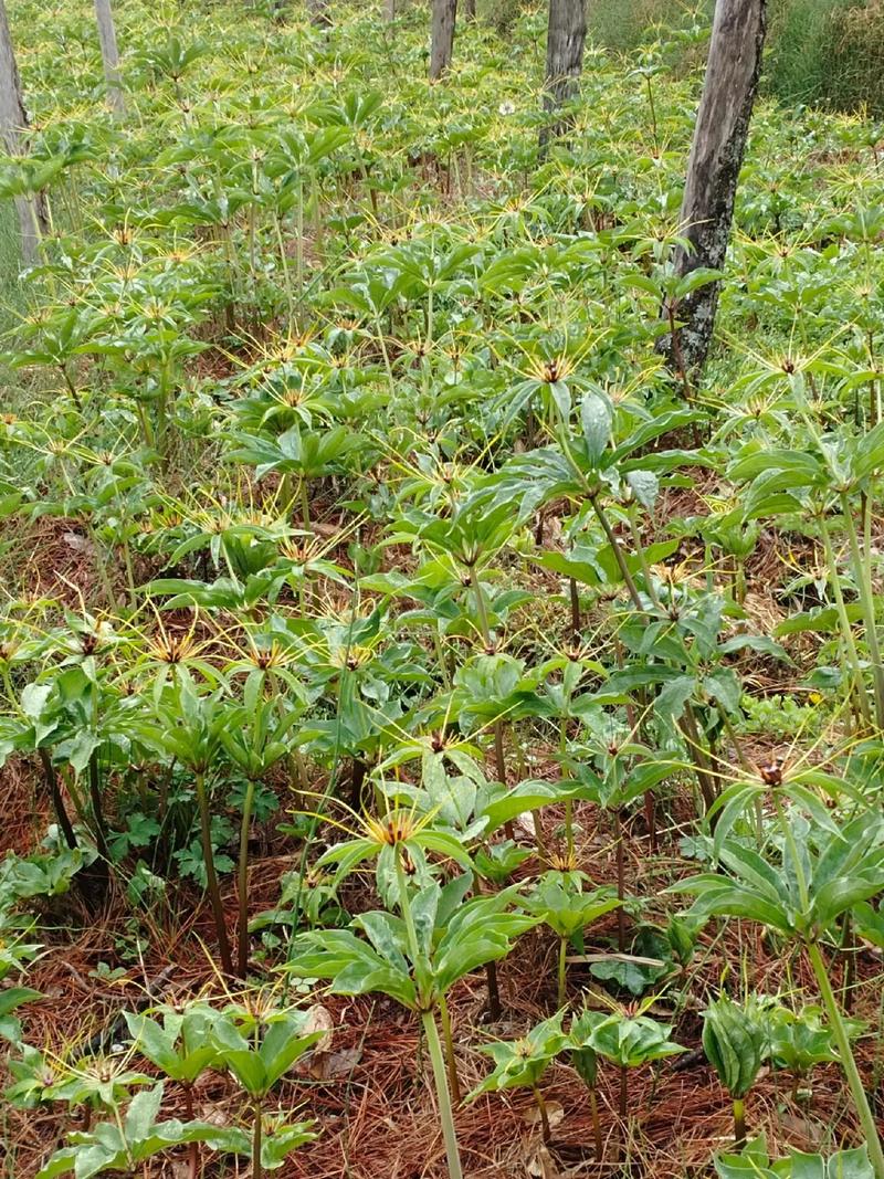 七叶一枝花怎么种？高产技术有哪些？-图3