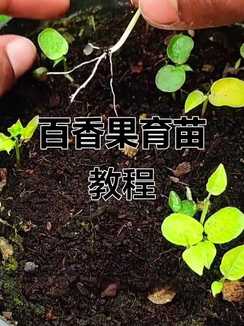 百香果苗如何高效培植？-图2