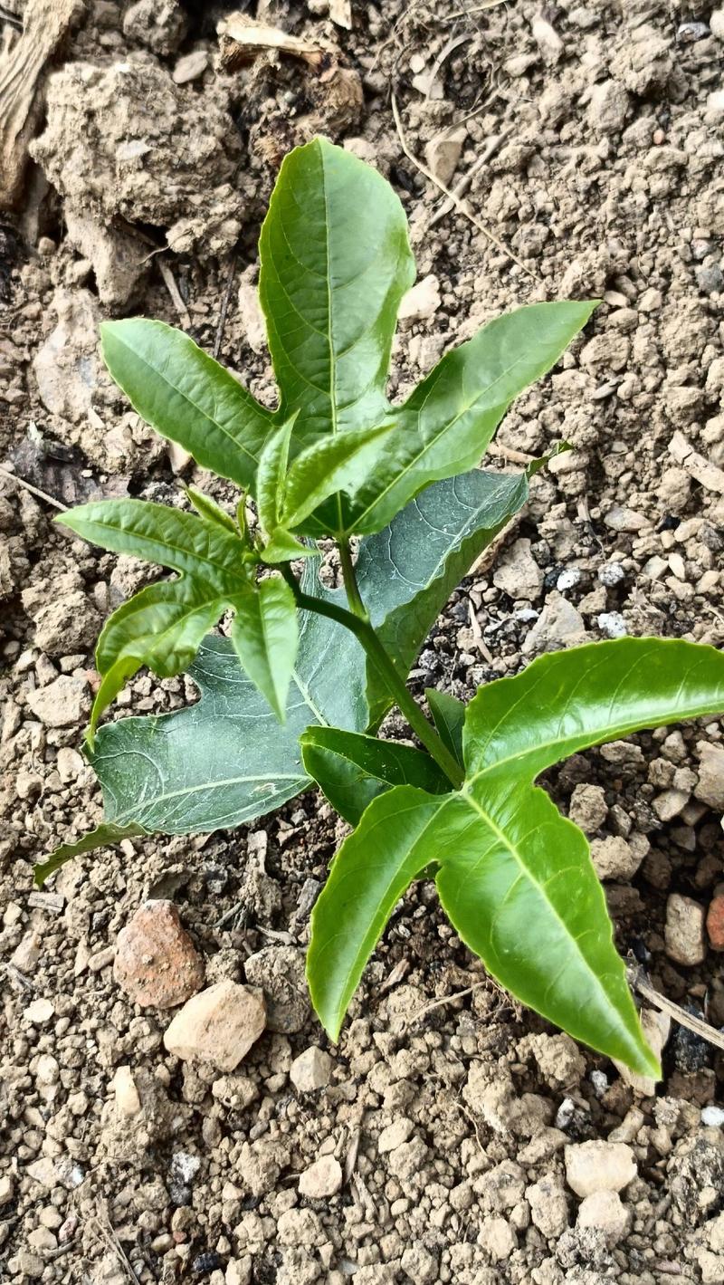 百香果苗如何高效培植？-图1