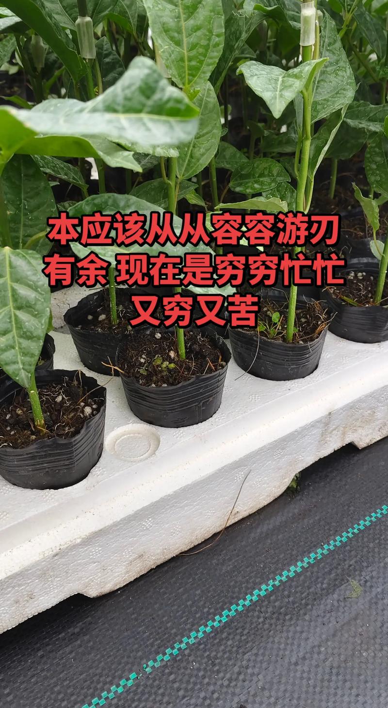 百香果苗如何高效培植？-图3