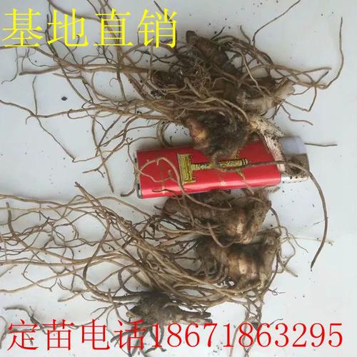 七叶一支花怎么种？关键技术有哪些？-图1