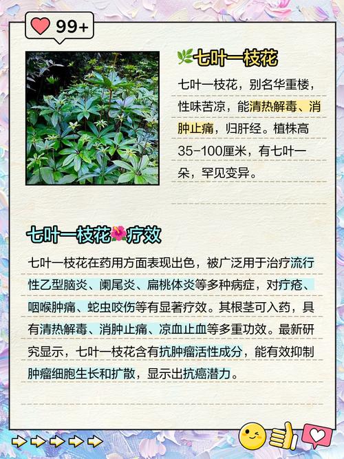 七叶一支花怎么种？关键技术有哪些？-图2