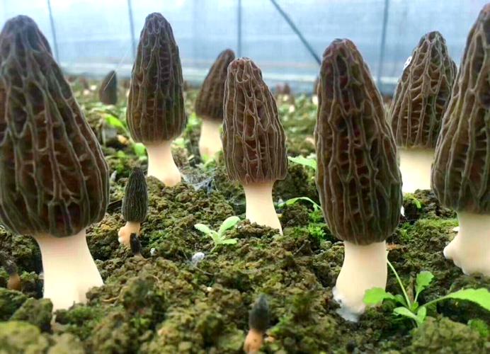 川羊肚菌一号如何高效栽培？-图1