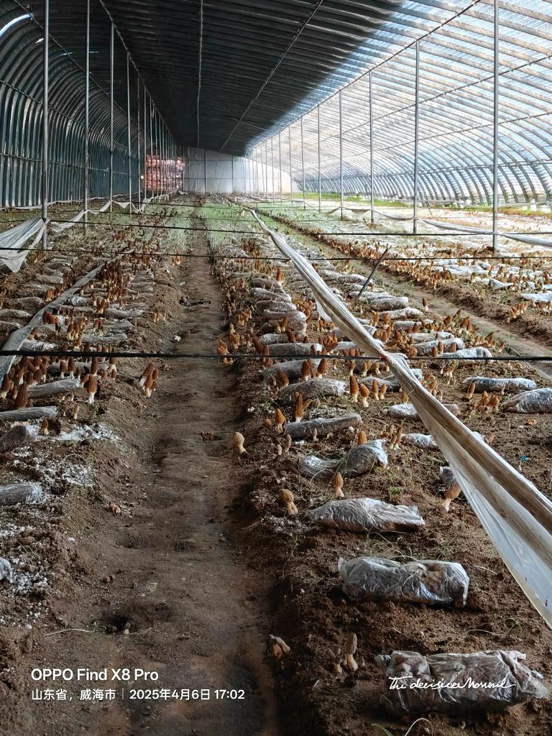 川羊肚菌一号如何高效栽培？-图2