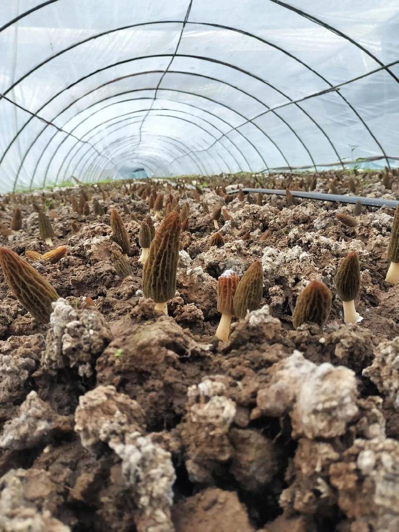 川羊肚菌一号如何高效栽培？-图3