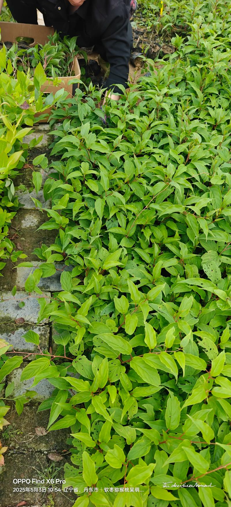 软枣猕猴桃栽培技术要点有哪些？-图2