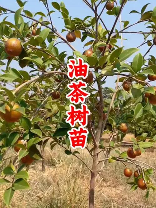 高产茶油茶树品种有哪些？-图2