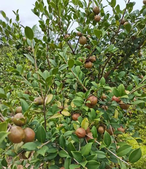 高产茶油茶树品种有哪些？-图1