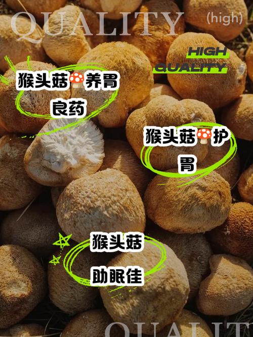 猴头菇栽培技术有哪些关键要点？-图3