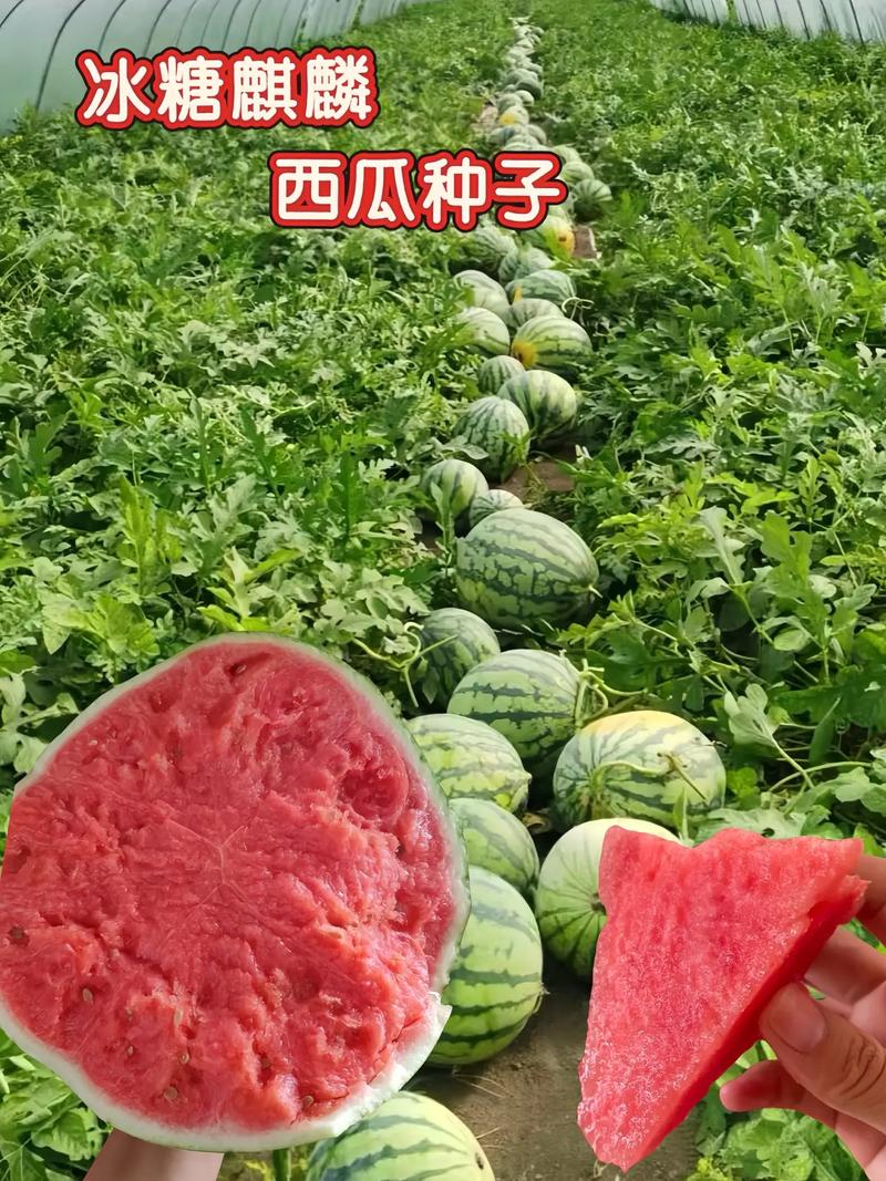 麒麟西瓜品种知多少？-图1