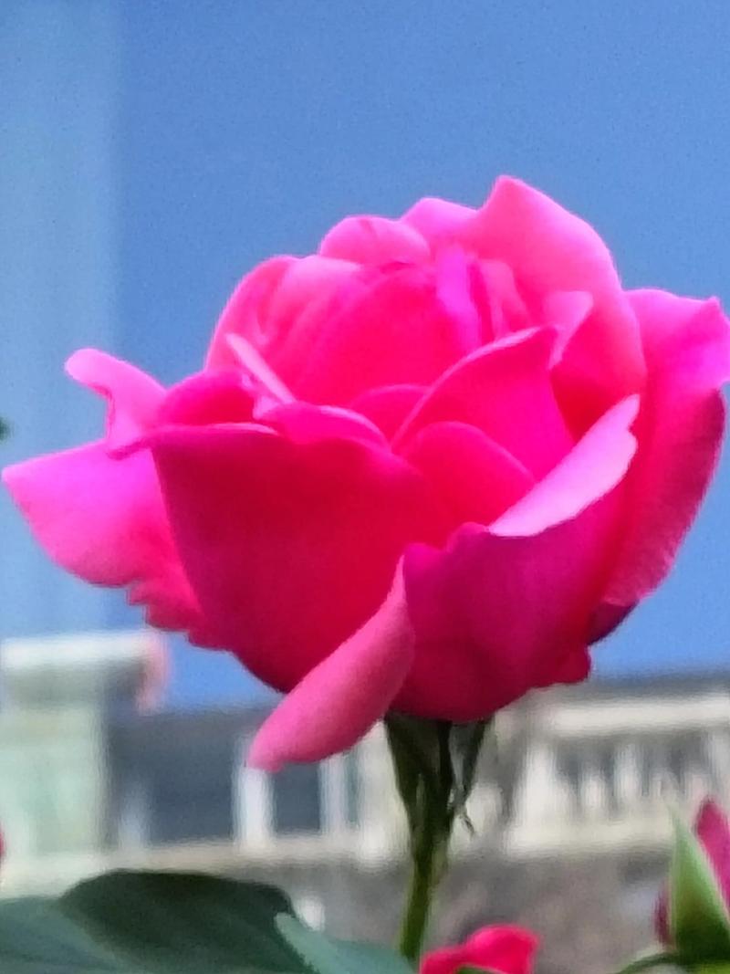 这粉色月季品种究竟是什么？-图1