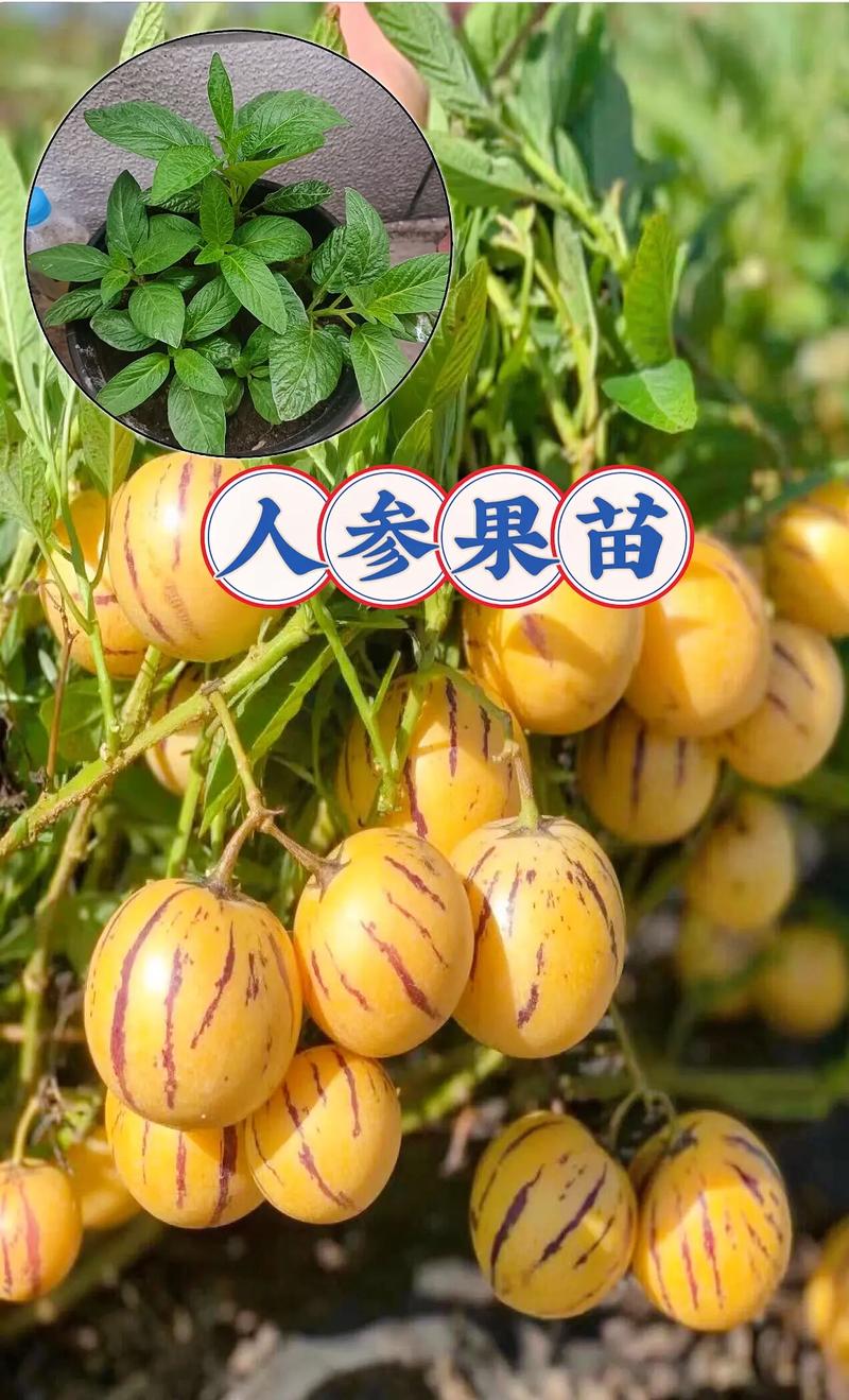 人参果常见品种有哪些？-图3