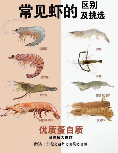 哪些虾品种无法人工养殖?-图2 哪些虾品种无法人工养殖?-图2