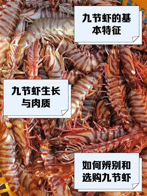 哪些虾品种无法人工养殖?-图3 哪些虾品种无法人工养殖?-图3