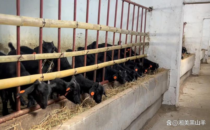 黑山羊圈养粒料怎么喂才科学?-图2 黑山羊圈养粒料怎么喂才科学?-图2