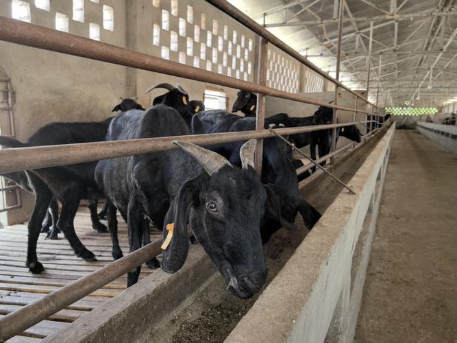 黑山羊圈养粒料怎么喂才科学?-图1 黑山羊圈养粒料怎么喂才科学?-图1