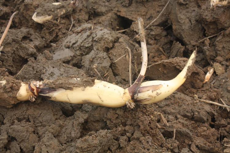 浅水藕哪个品种产量最高？-图1