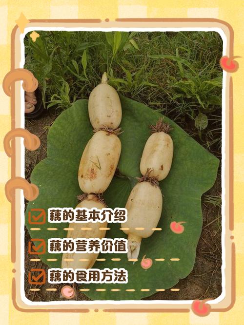 浅水藕哪个品种产量最高？-图2