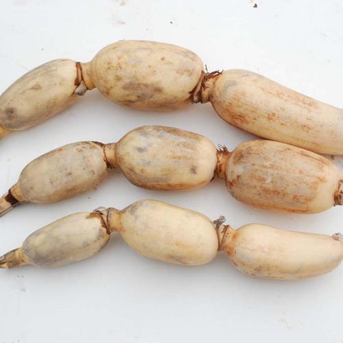 浅水藕哪个品种产量最高？-图3