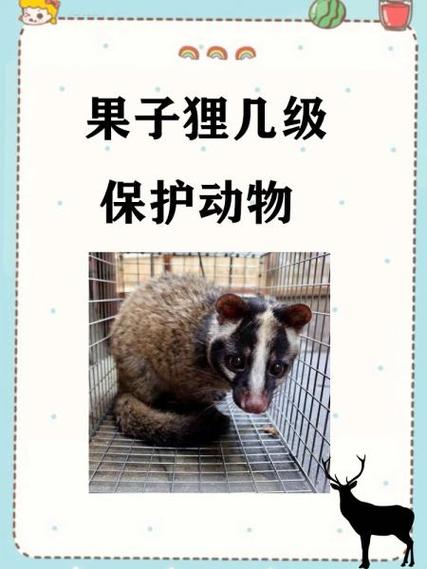 果子狸养殖技术有哪些关键要点?-图1 果子狸养殖技术有哪些关键要点?-图1