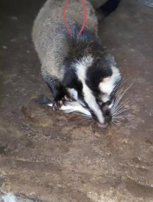 果子狸养殖技术有哪些关键要点?-图2 果子狸养殖技术有哪些关键要点?-图2