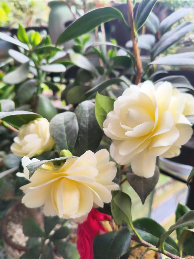 哪种茶花最香？-图1