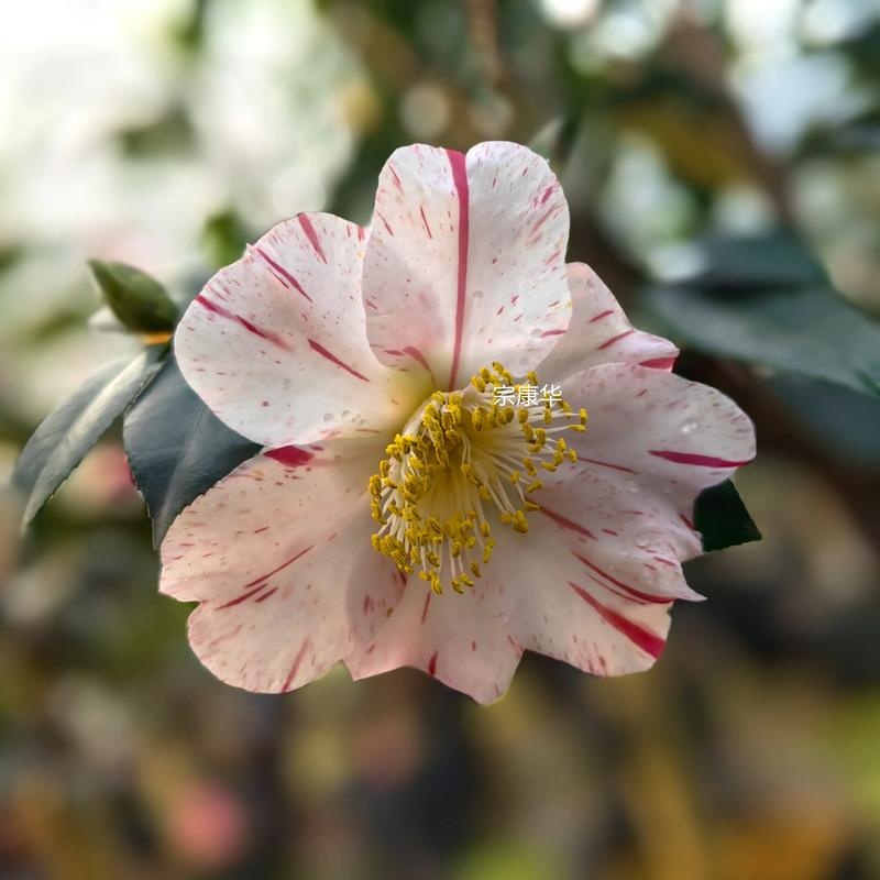 哪种茶花最香？-图3