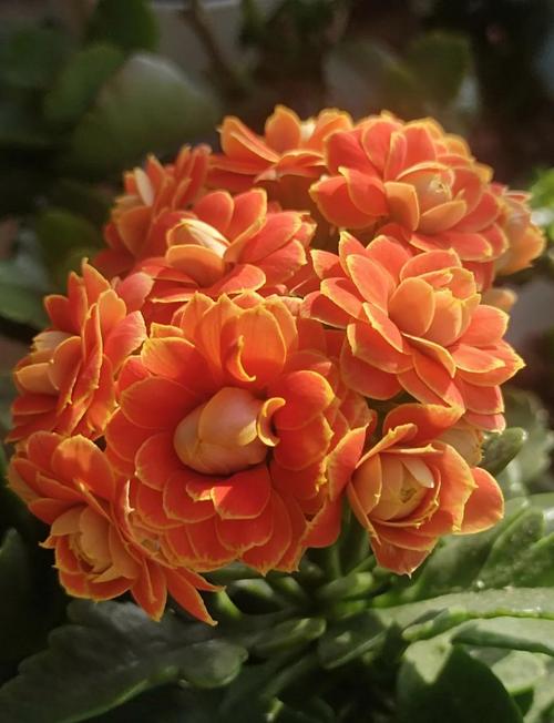 最好养的长寿花品种是哪个？-图2