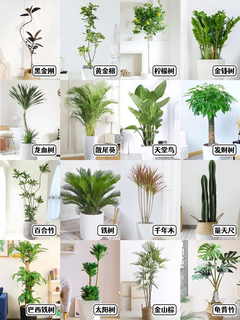 室内花卉品种大全，哪些好养又适合新手？-图1