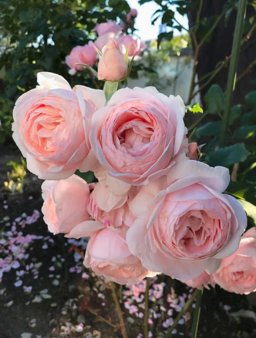 旋转香水月季是哪个品种？-图1