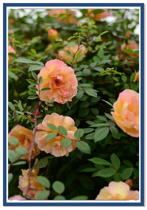 旋转香水月季是哪个品种？-图3