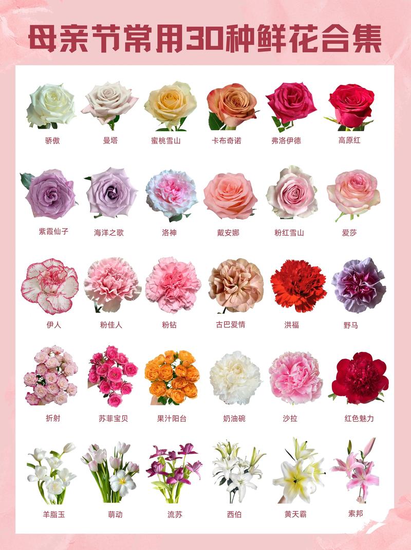 鲜花品种名字及图片，有哪些常见品种？-图1