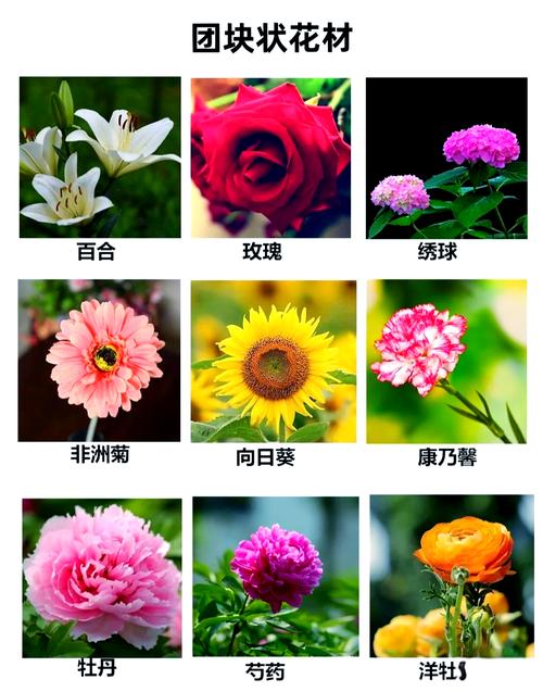 鲜花品种名字及图片，有哪些常见品种？-图2