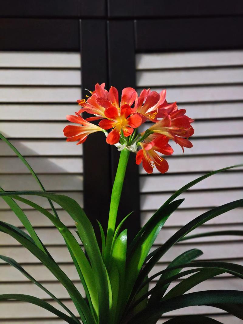 君子兰花哪个品种最好？-图1