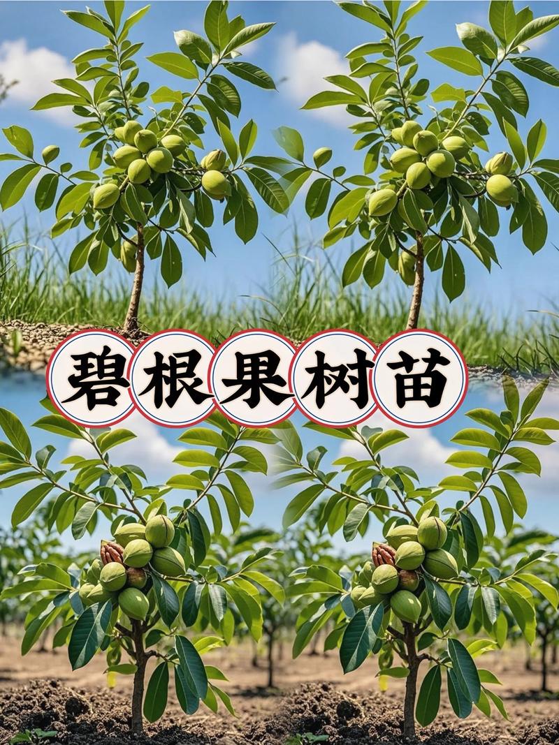核桃树苗种植技术有哪些要点？-图3