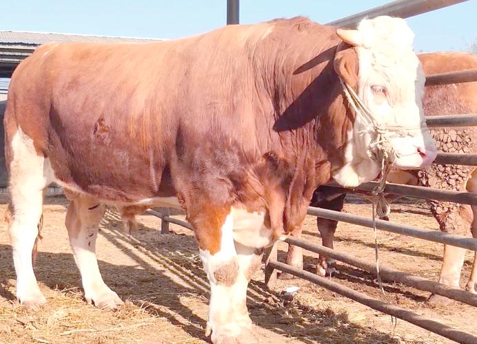 肉牛品种哪个长得最快？-图1