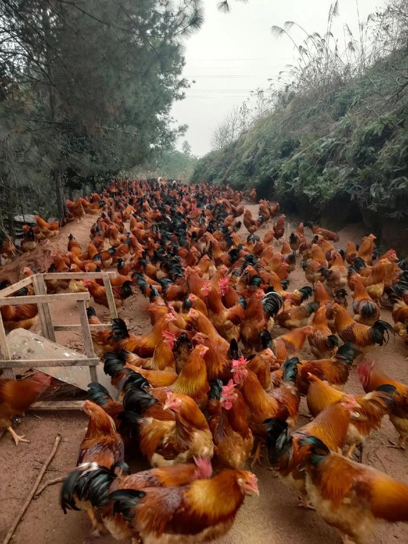 特种养殖有哪些常见品种？-图3