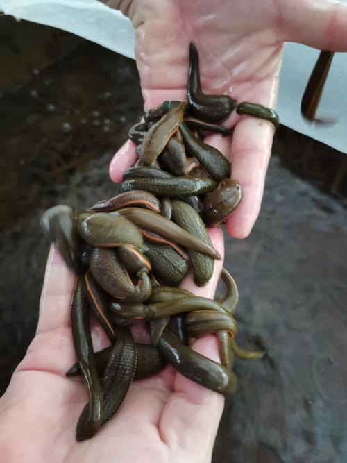 特种养殖有哪些常见品种？-图2