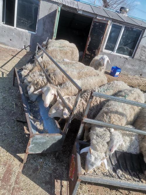 吉林小尾寒羊最新价格多少？-图1